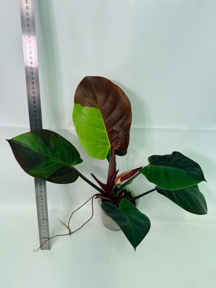 Philodendron Yellow Flame variegata